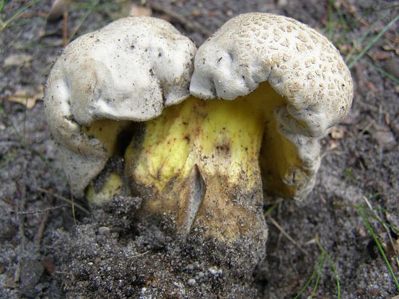 Caloboletus radicans (door Hans Adema)