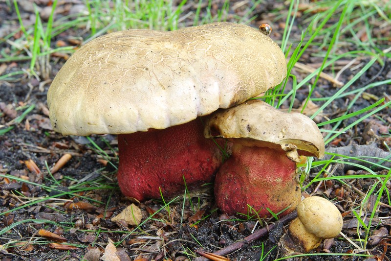 Rubroboletus rhodoxanthus (door Hans Adema)