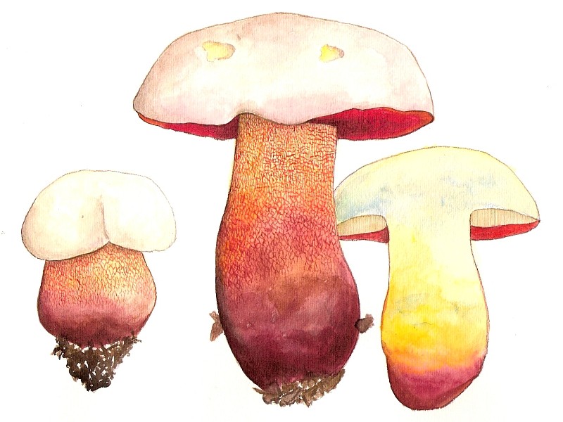 Rubroboletus rhodoxanthus (door Eef Arnolds)