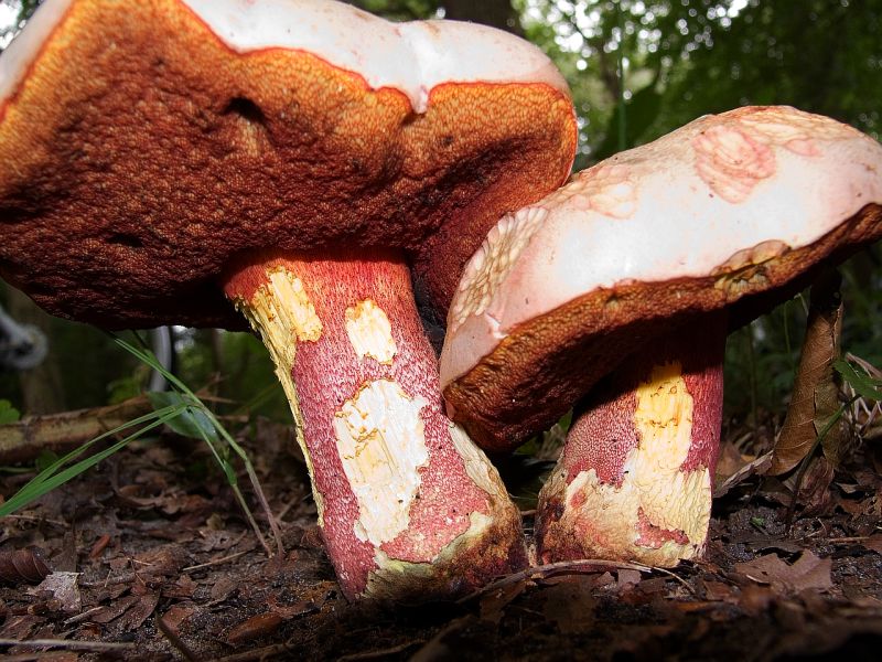 Rubroboletus rhodoxanthus (door Theo Westra)