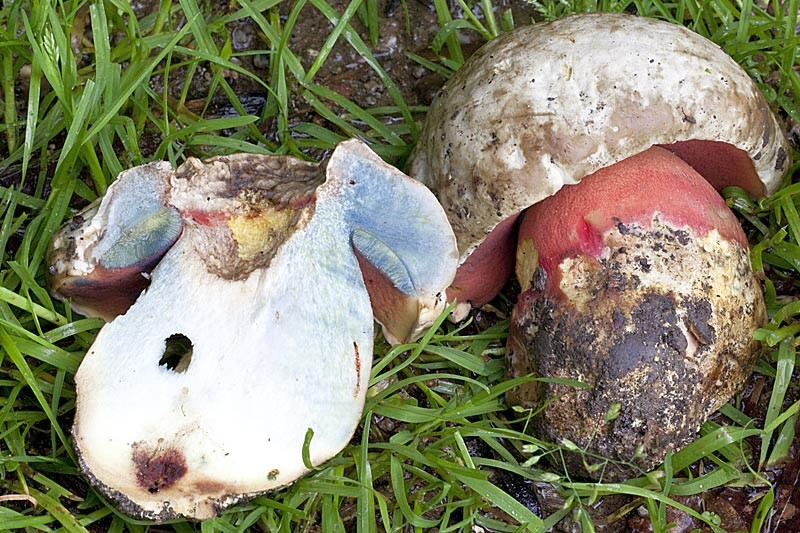 Rubroboletus satanas (door Jonh Breugelmans)