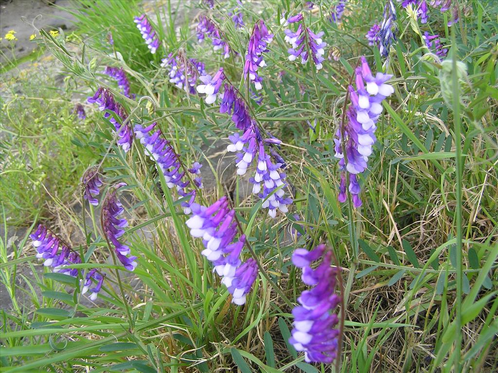 Vicia villosa (door Frank van Gessele)