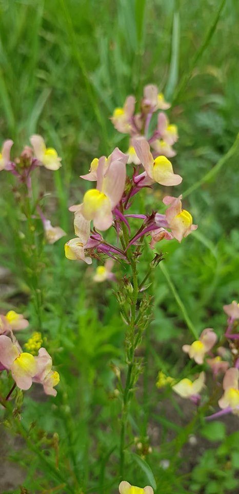 Linaria maroccana (door Jannie Adema)