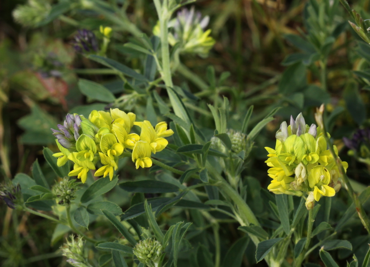 Medicago x varia (door Peter Meininger)