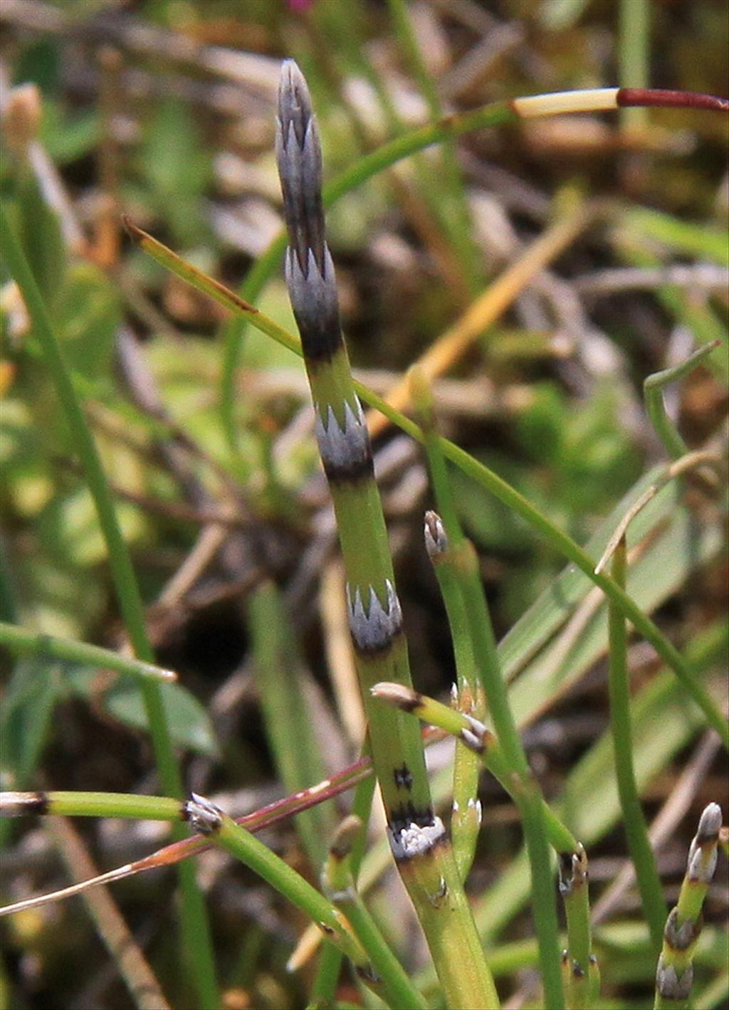 Equisetum variegatum (door Peter Meininger)