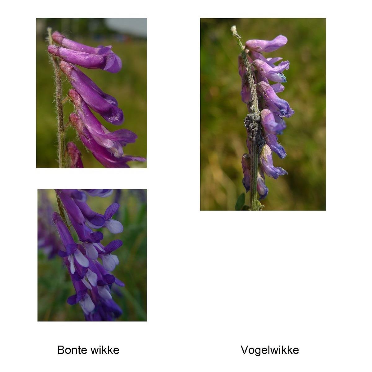 Vicia cracca (door Hanneke Waller)