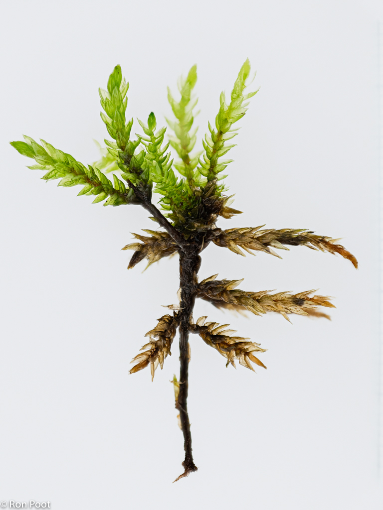 Climacium dendroides (door Ron Poot)