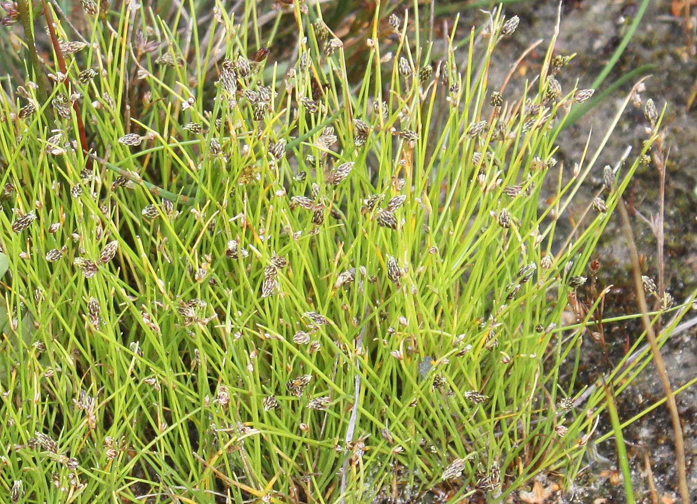 Isolepis setacea (door Peter Meininger)