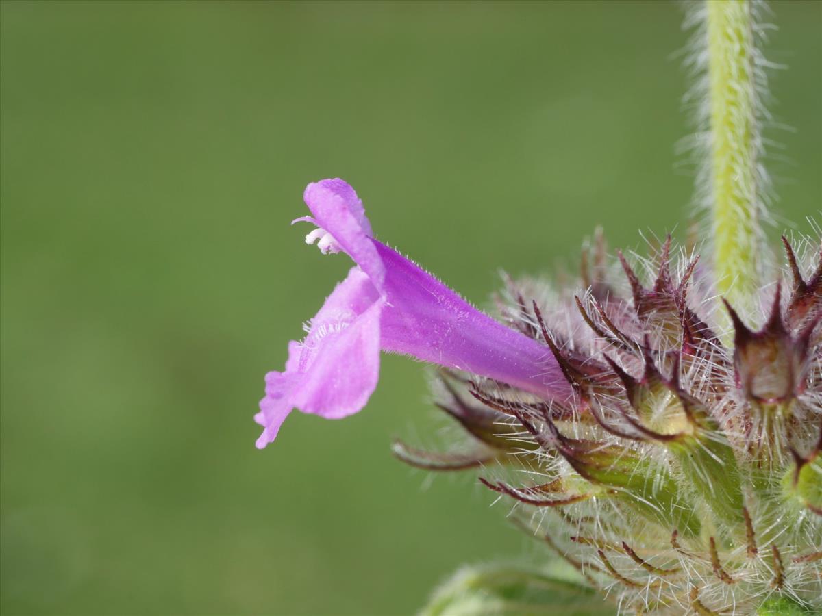 Clinopodium vulgare (door Fred Severin)