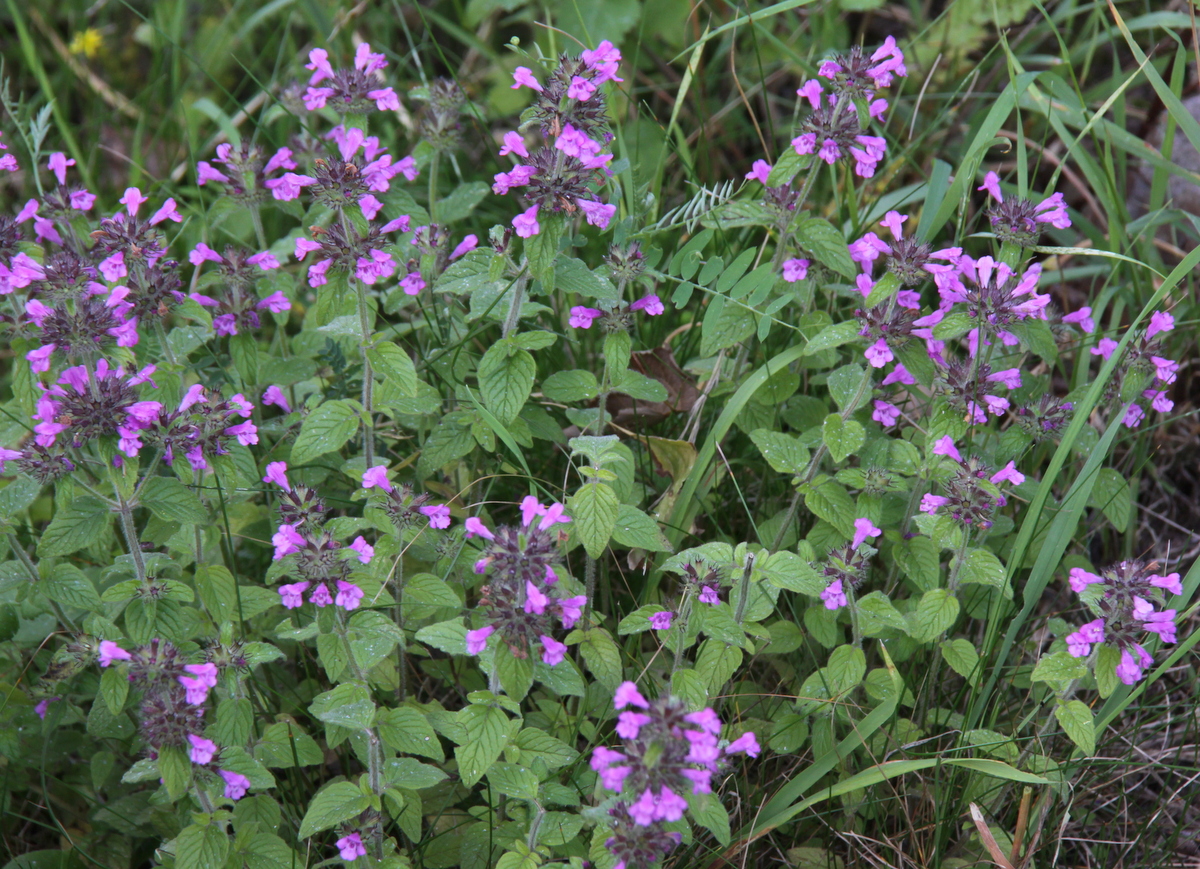 Clinopodium vulgare (door Peter Meininger)