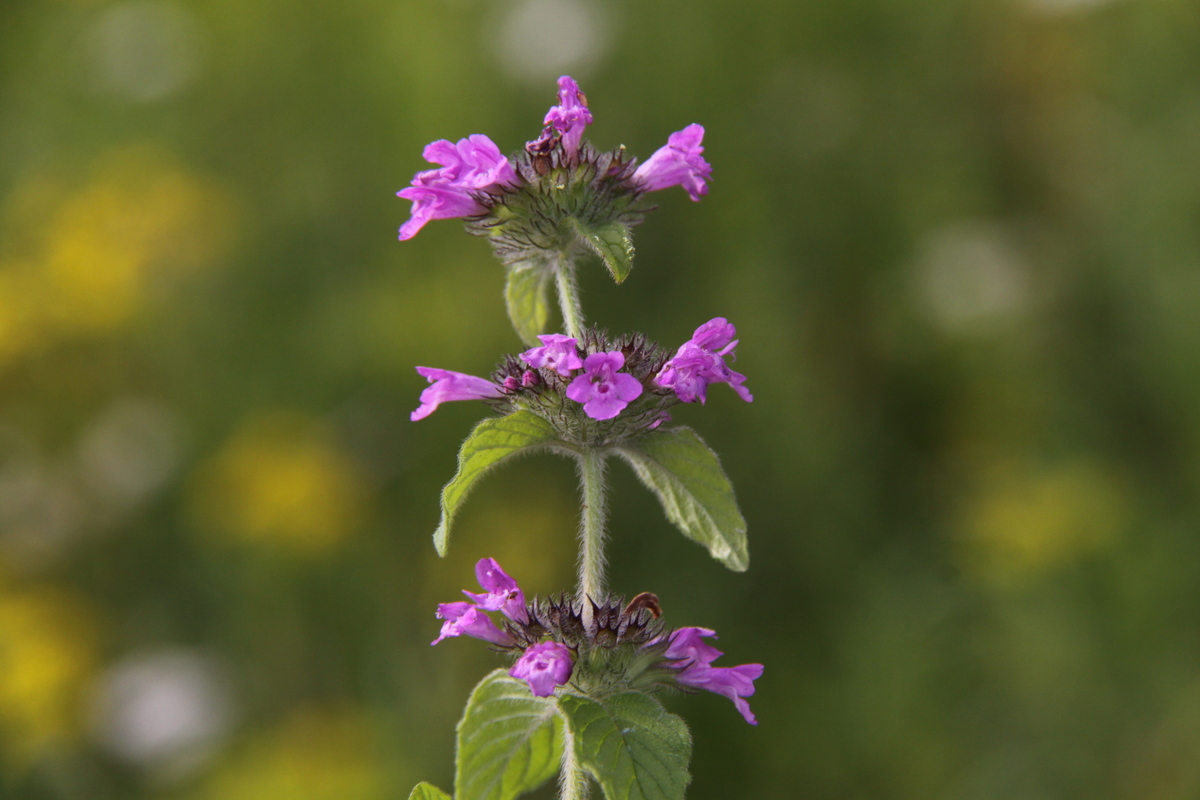 Clinopodium vulgare (door Peter Meininger)