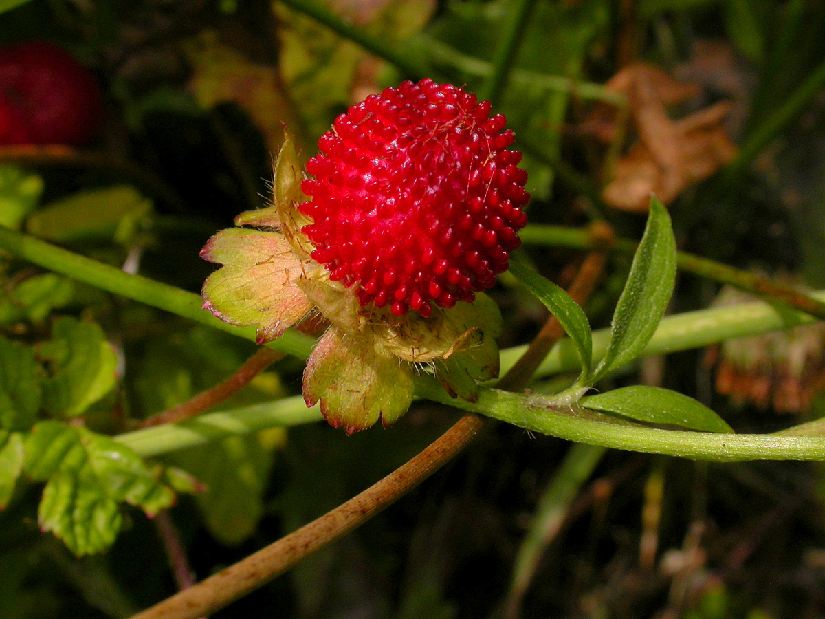 Potentilla indica (door Peter Meininger)