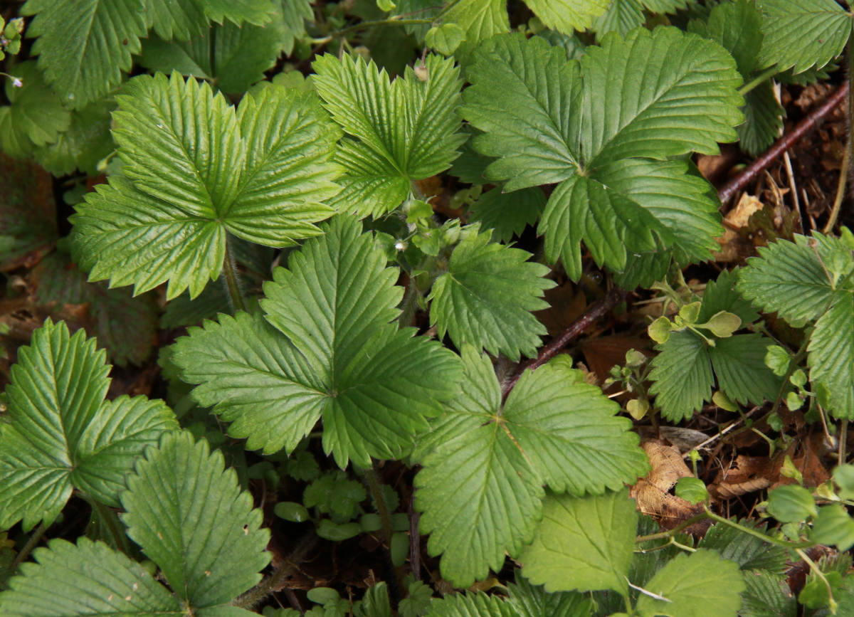 Fragaria vesca (door Peter Meininger)