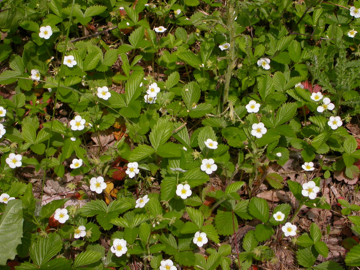 Fragaria vesca (door Peter Meininger)