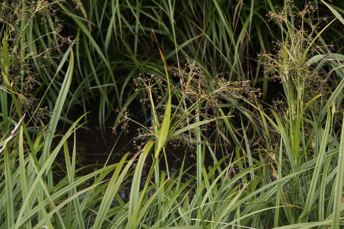 Scirpus sylvaticus (door Peter Meininger)