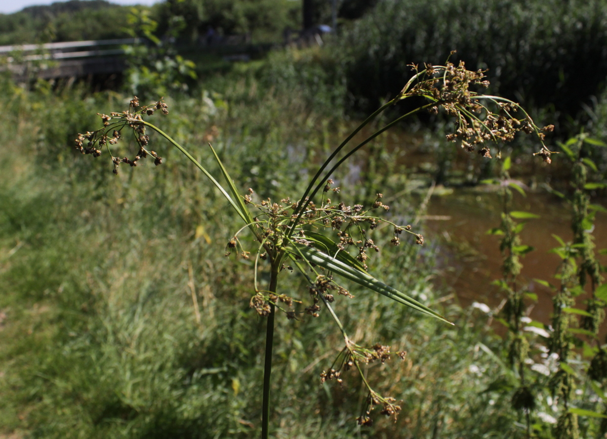 Scirpus sylvaticus (door Peter Meininger)