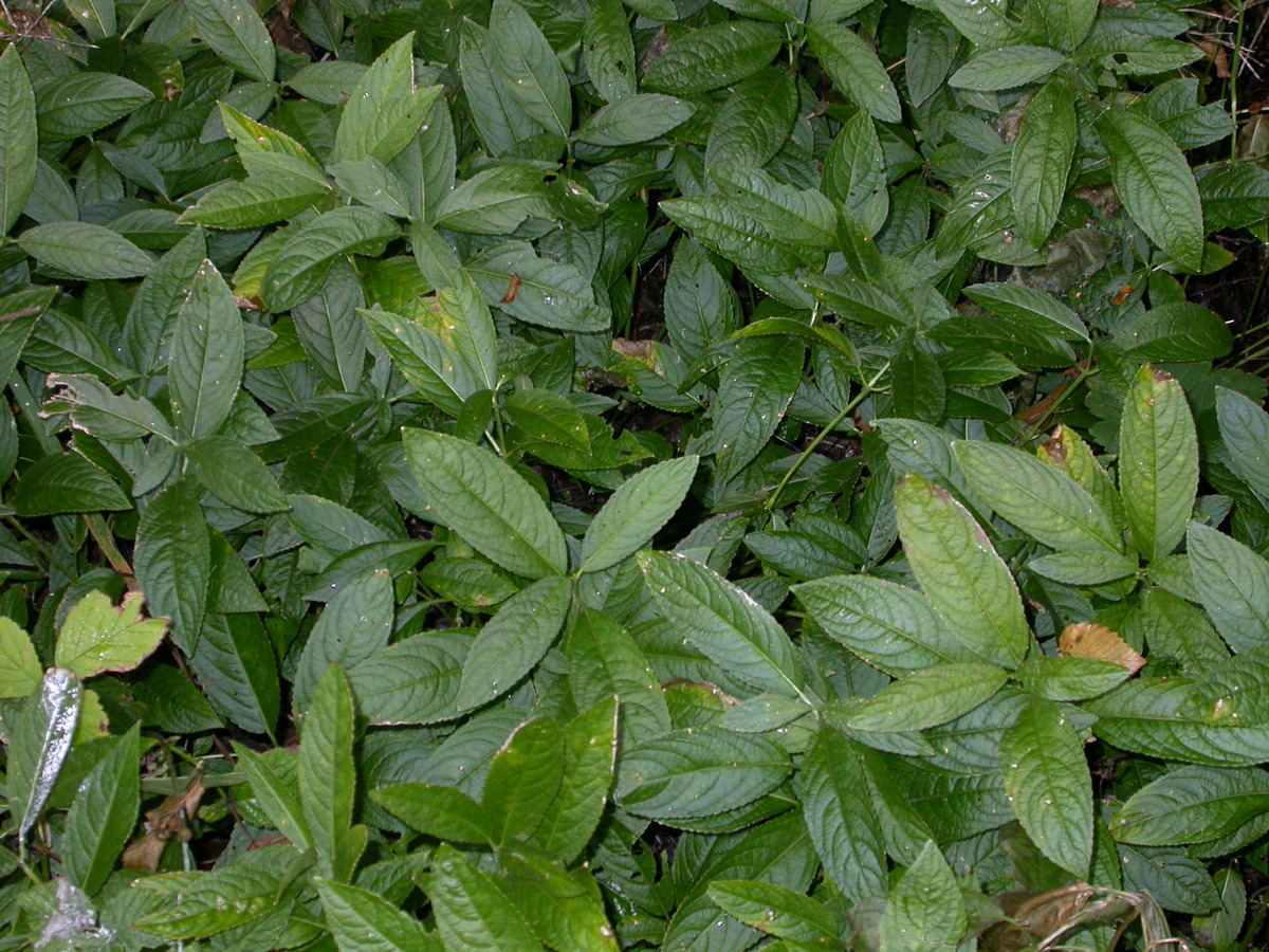 Mercurialis perennis (door Peter Meininger)