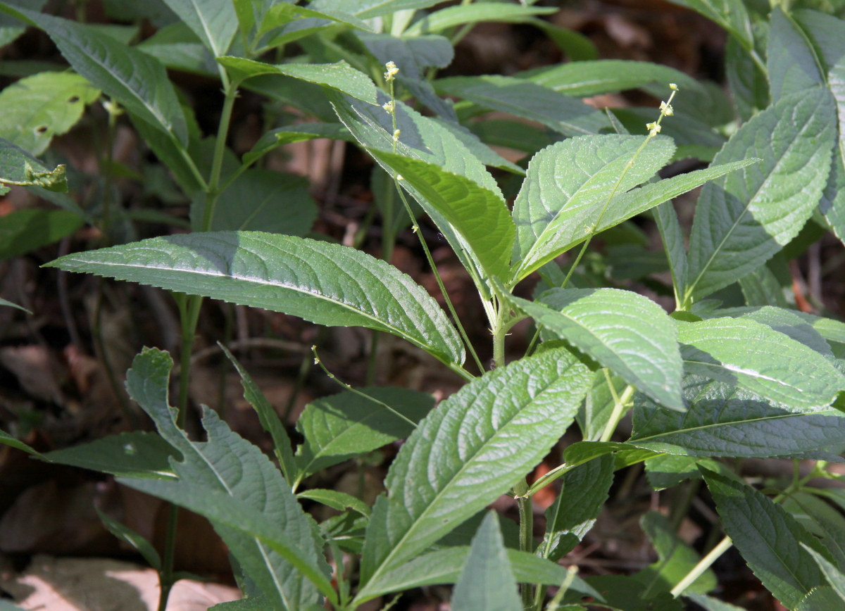 Mercurialis perennis (door Peter Meininger)