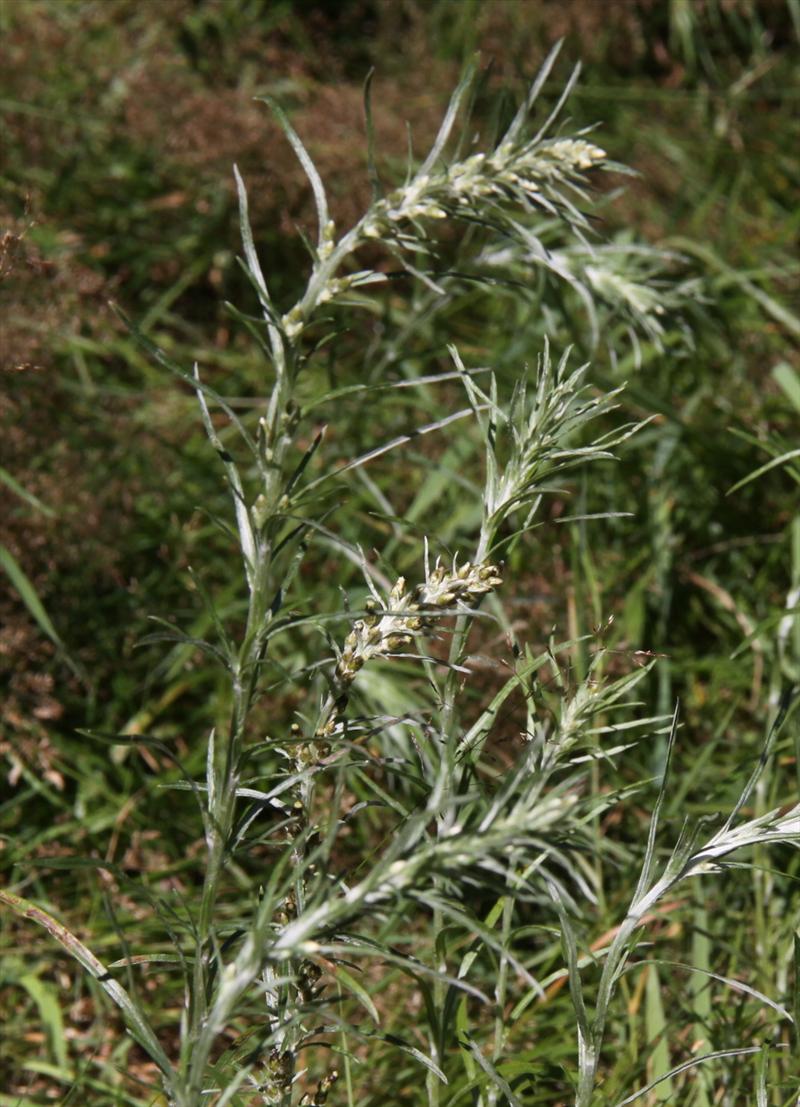 Gnaphalium sylvaticum (door Peter Meininger)