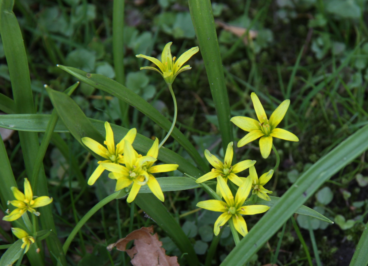 Gagea lutea (door Peter Meininger)