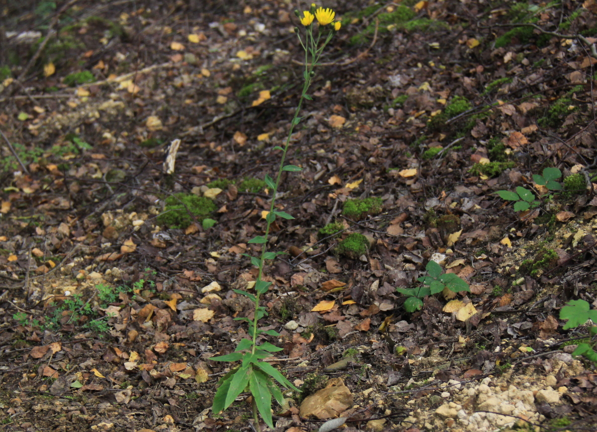 Hieracium sect. Sabauda (door Peter Meininger)