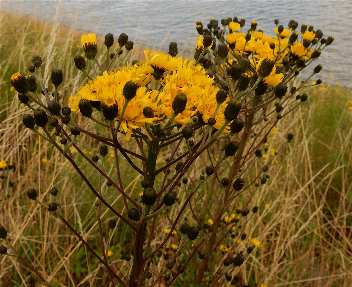 Hieracium laurinum agg. (door Peter Meininger)