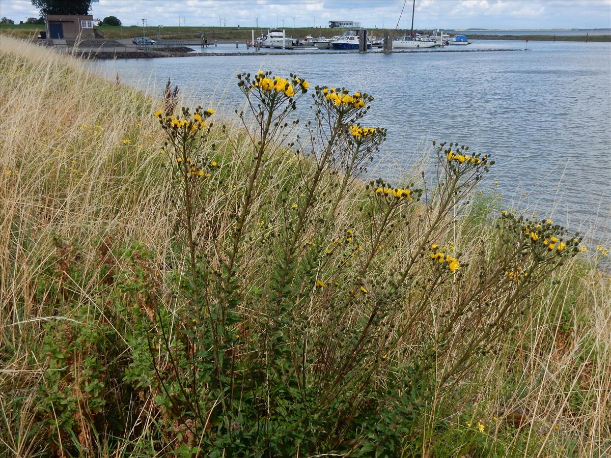 Hieracium laurinum agg. (door Peter Meininger)