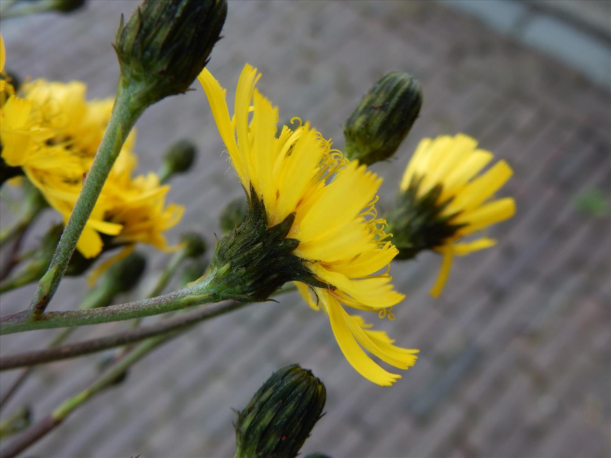 Hieracium laurinum agg. (door Peter Meininger)