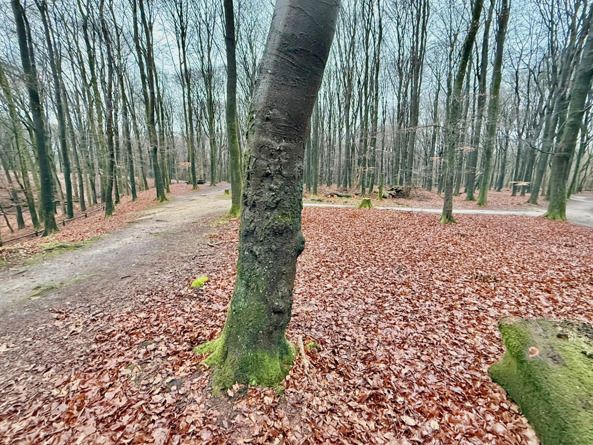 Scutula circumspecta (door Alwin Borhem)