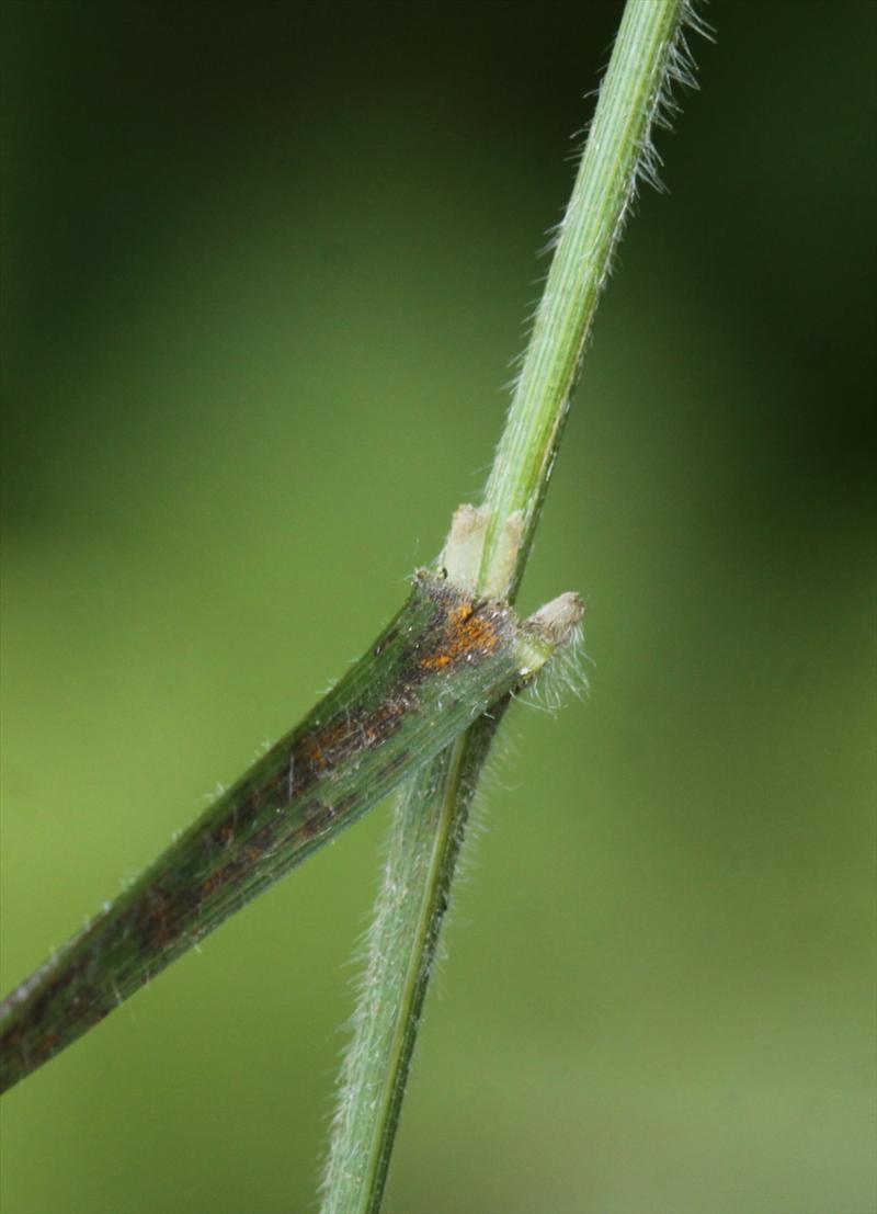 Brachypodium sylvaticum (door Peter Meininger)