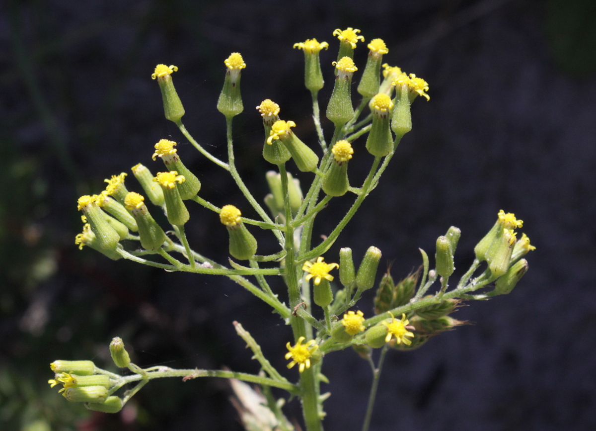 Senecio sylvaticus (door Peter Meininger)