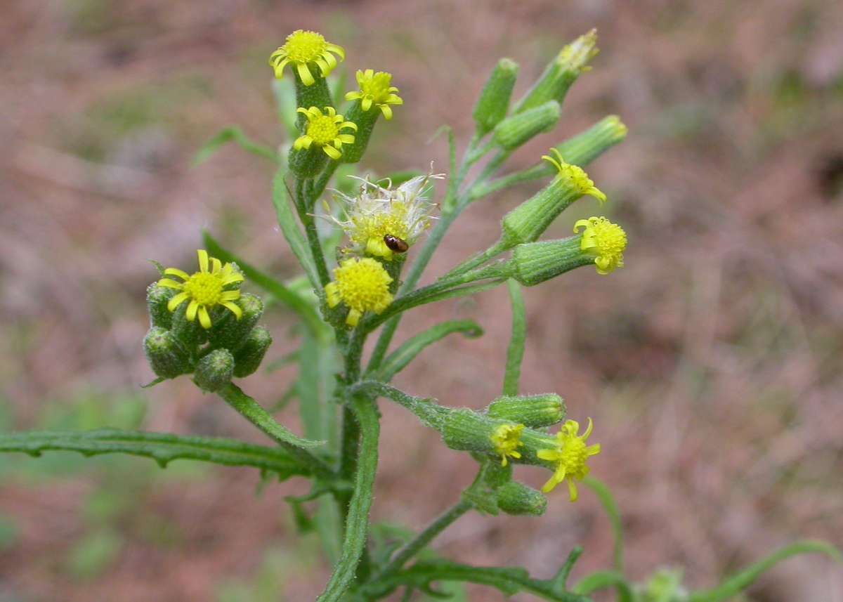 Senecio sylvaticus (door Peter Meininger)