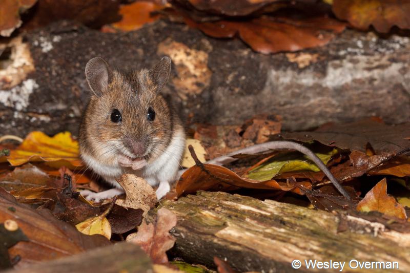 Apodemus sylvaticus (door Wesley Overman)