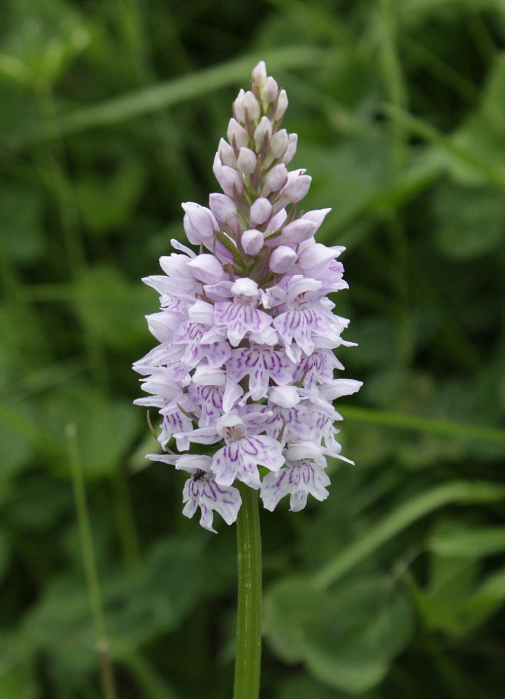 Dactylorhiza fuchsii (door Peter Meininger)