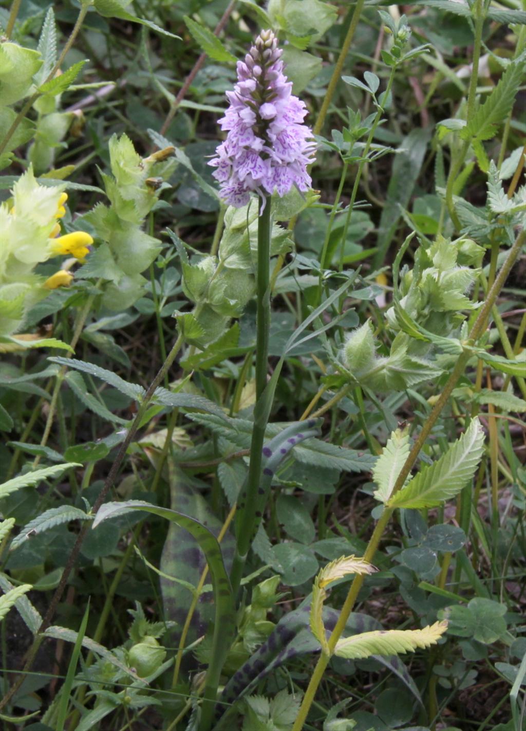 Dactylorhiza fuchsii (door Peter Meininger)