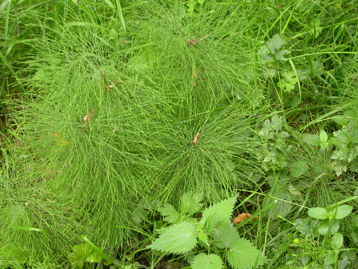 Equisetum sylvaticum (door Peter Meininger)