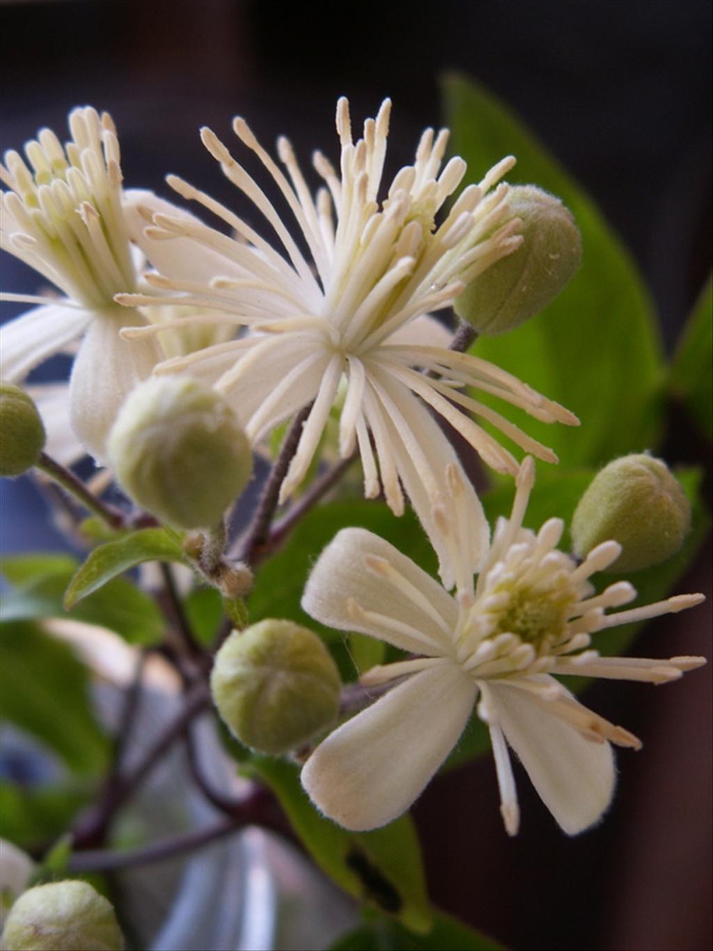 Clematis vitalba (door Han Beeuwkes)