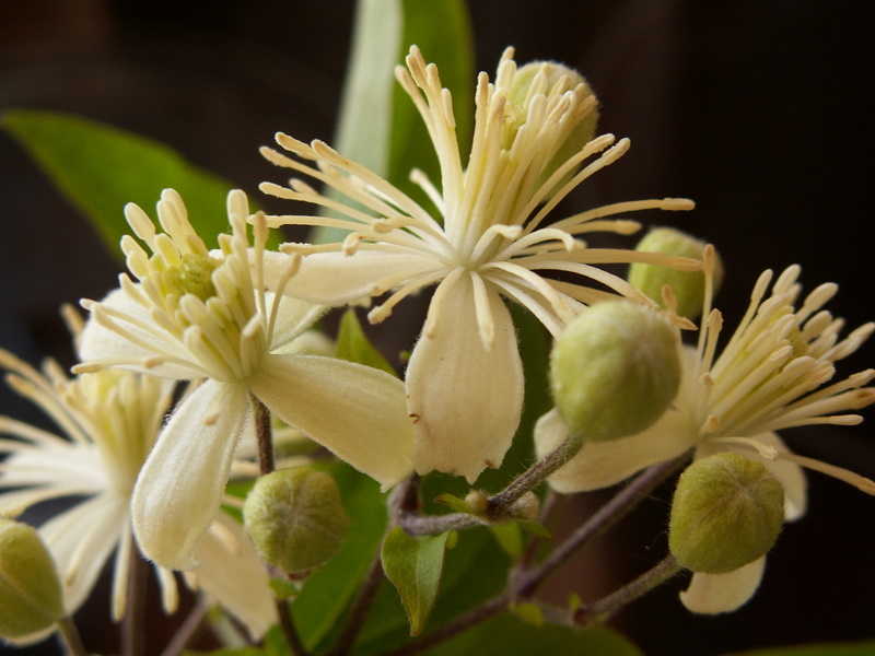 Clematis vitalba (door Han Beeuwkes)