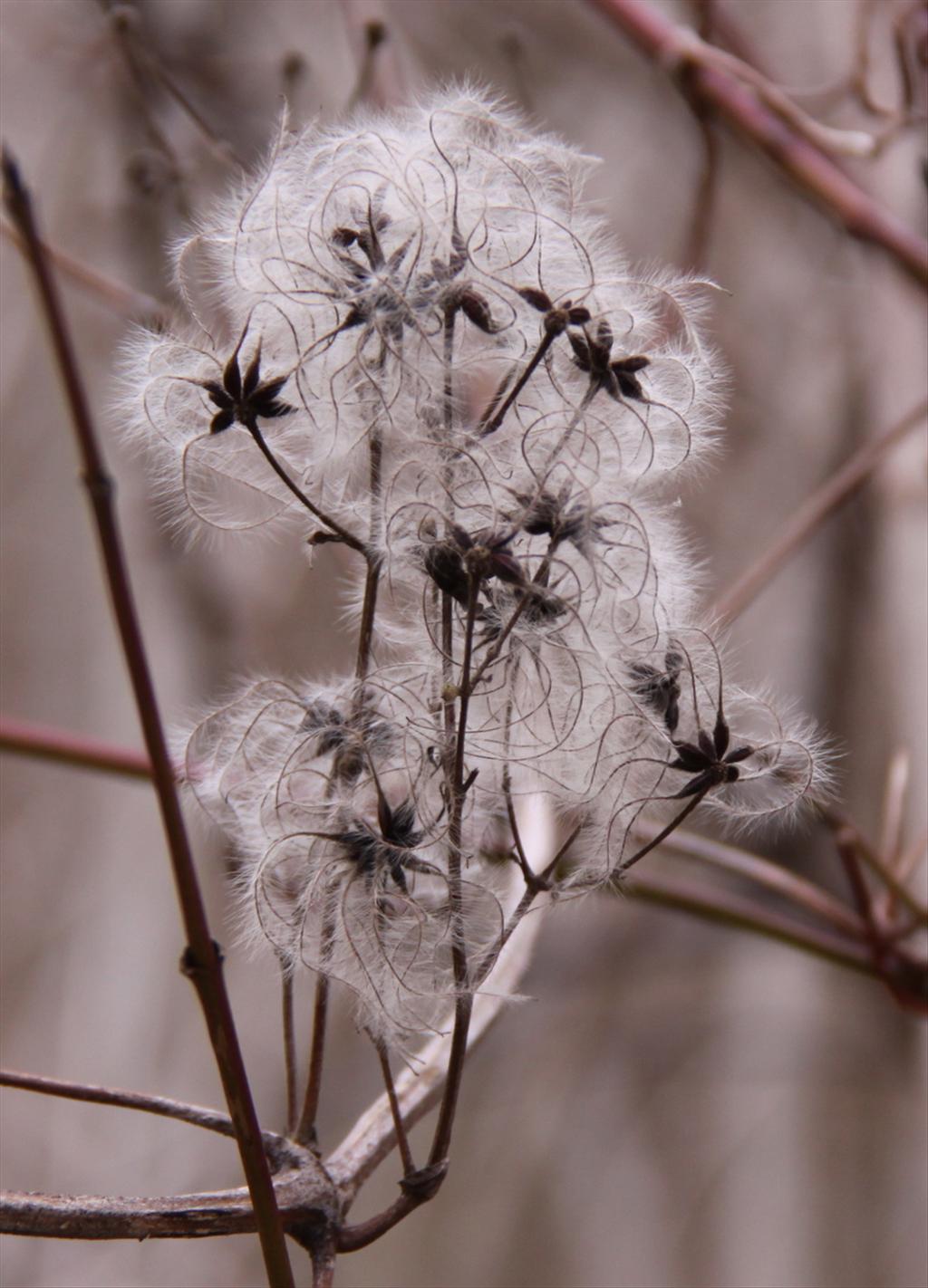 Clematis vitalba (door Peter Meininger)