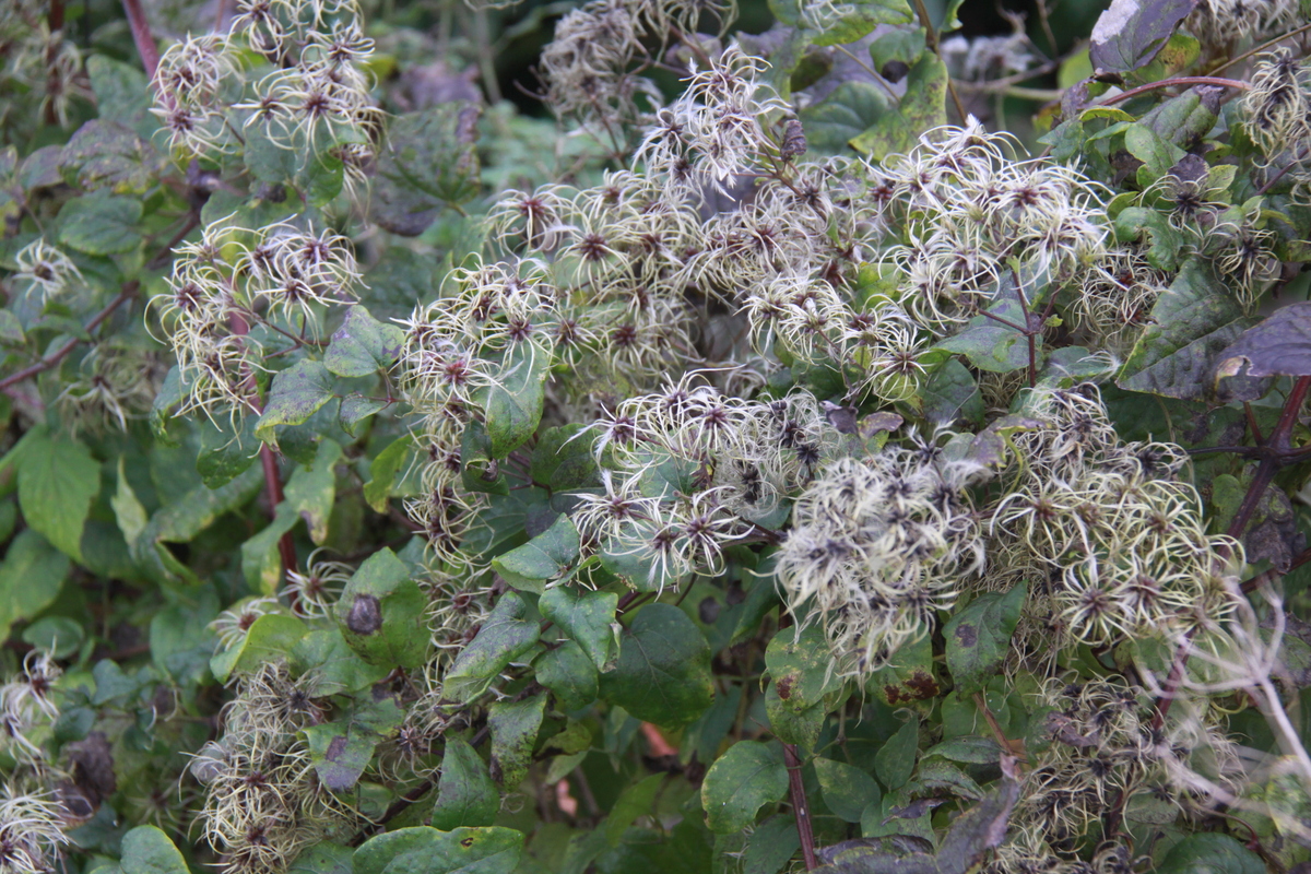 Clematis vitalba (door Peter Meininger)