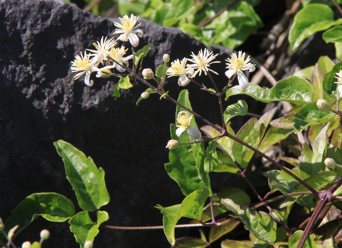 Clematis vitalba (door Peter Meininger)