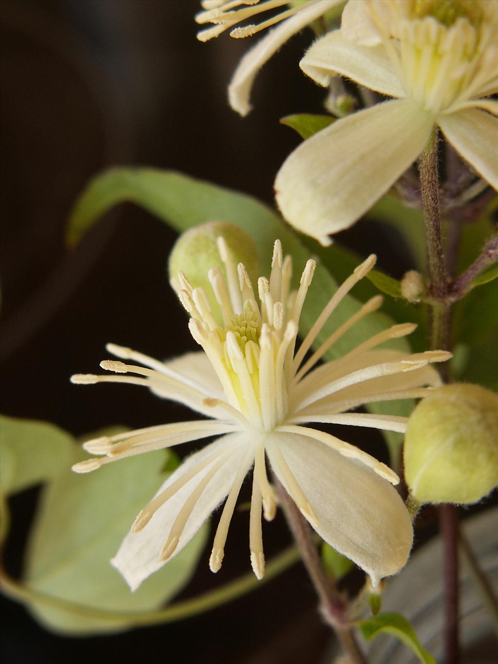 Clematis vitalba (door Han Beeuwkes)