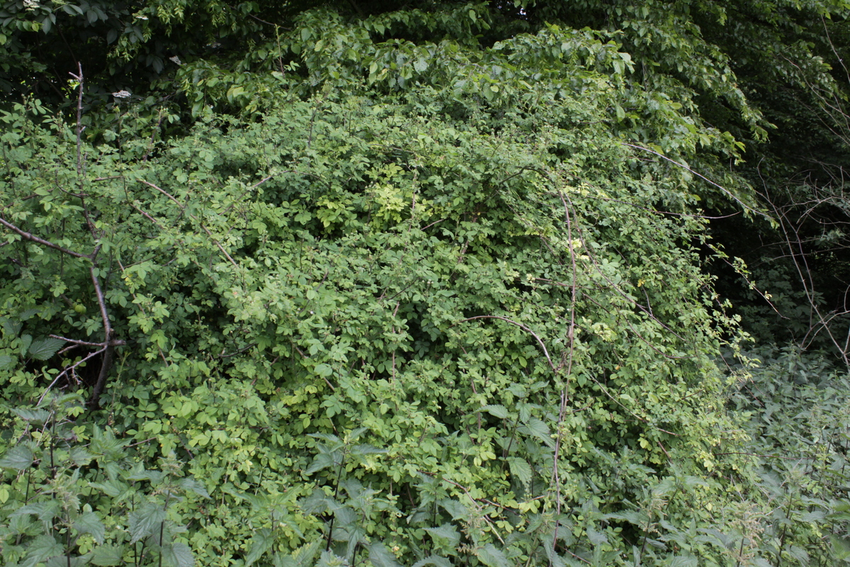 Rosa arvensis (door Peter Meininger)