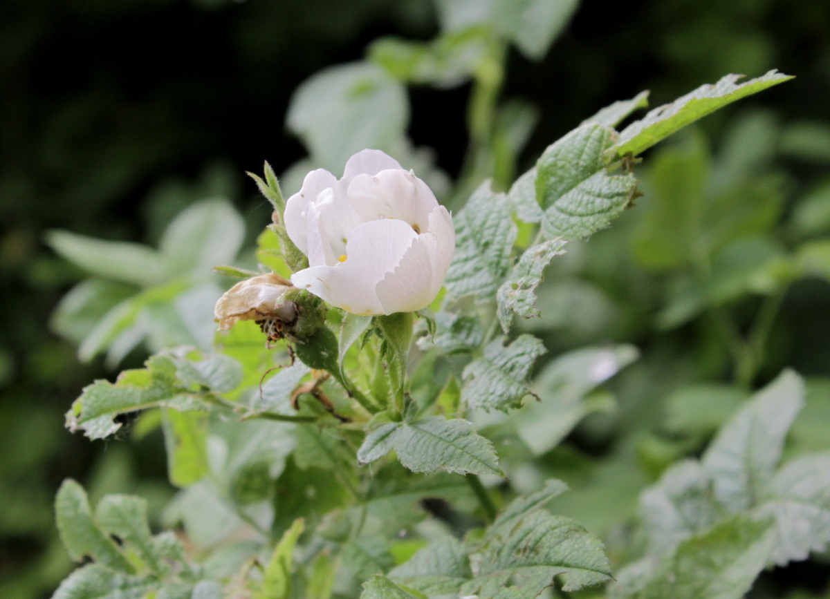 Rosa arvensis (door Peter Meininger)