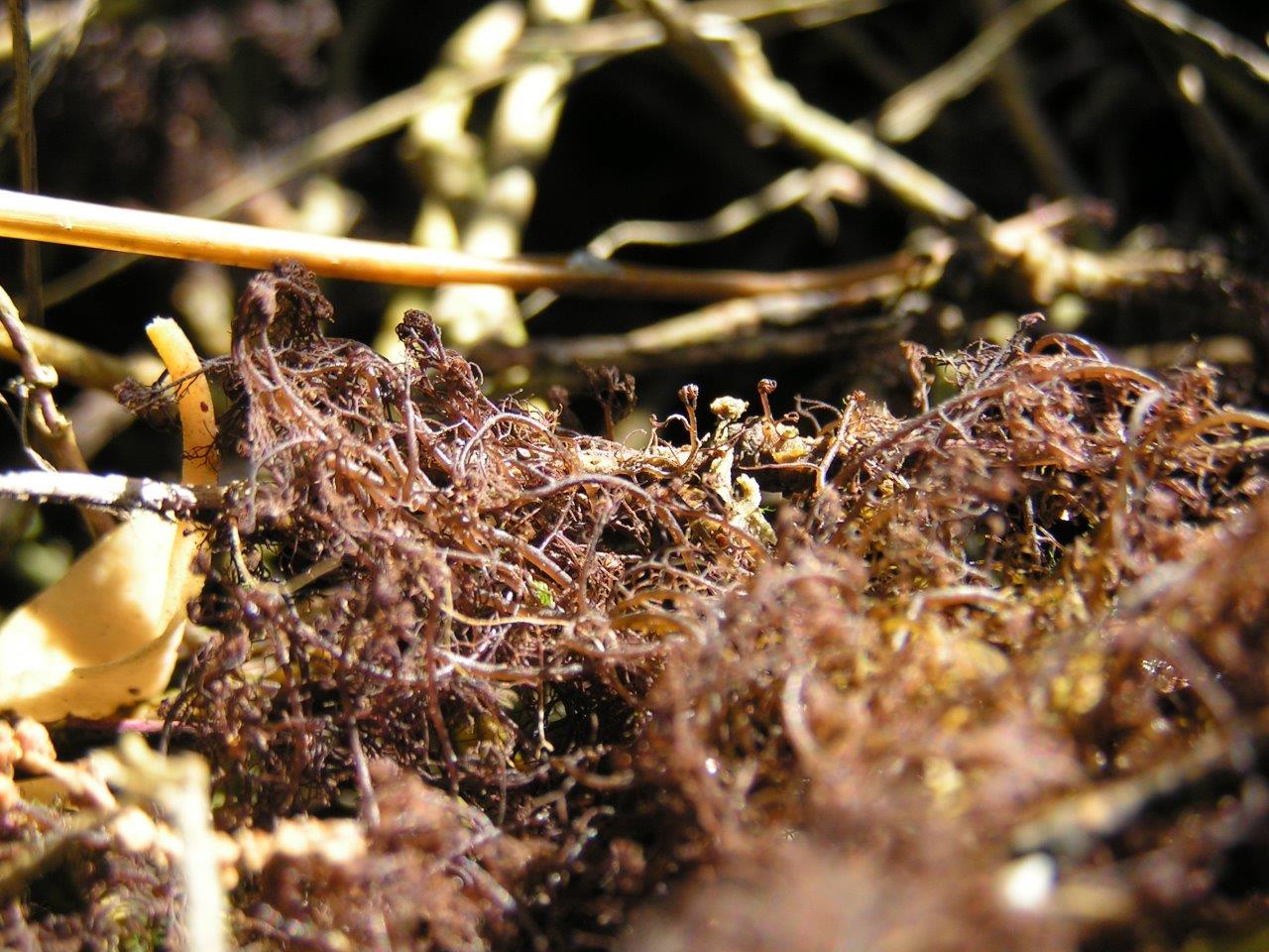 Bostrychia scorpioides (door Mart Karremans)