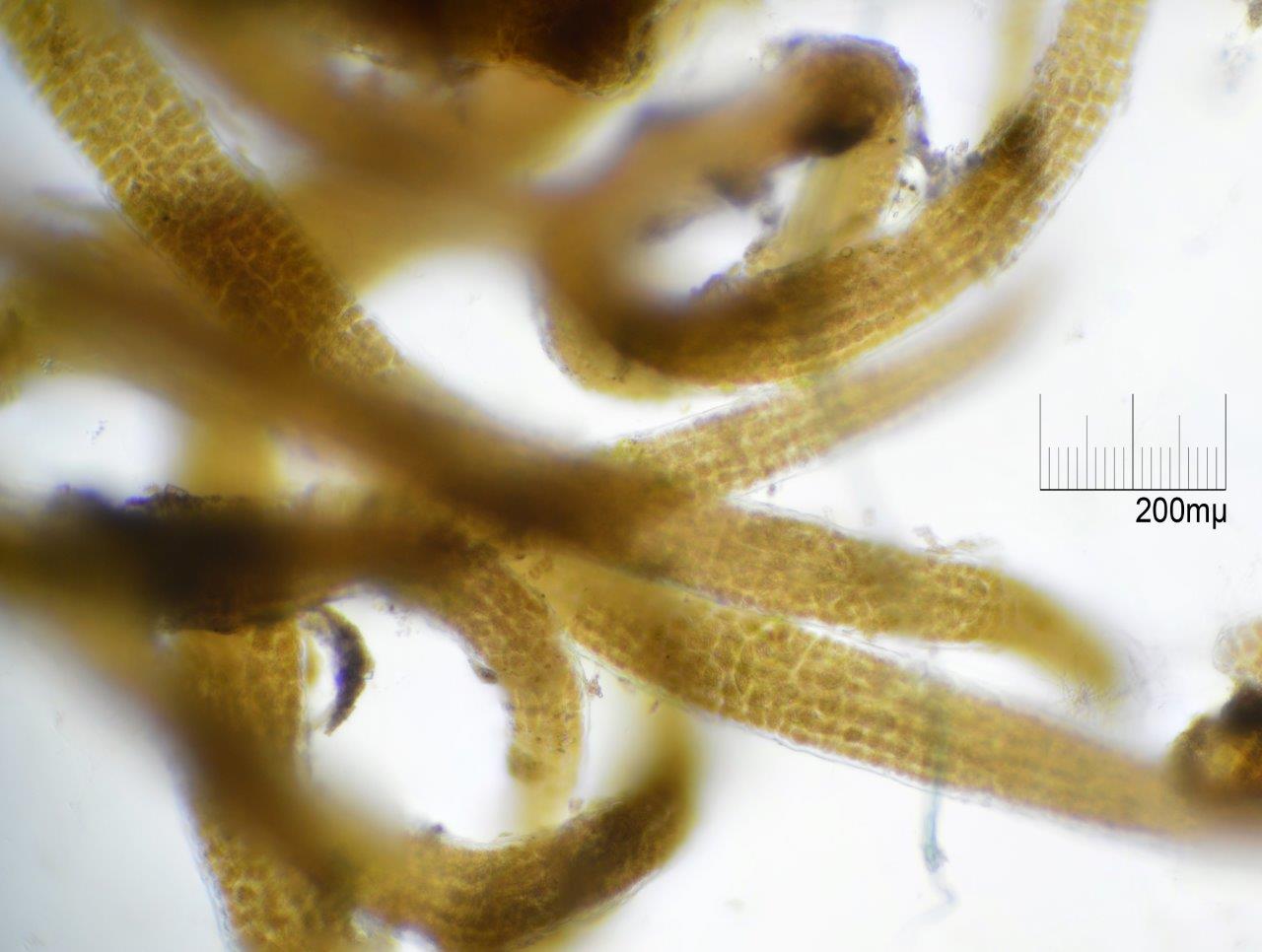 Bostrychia scorpioides (door Mart Karremans)