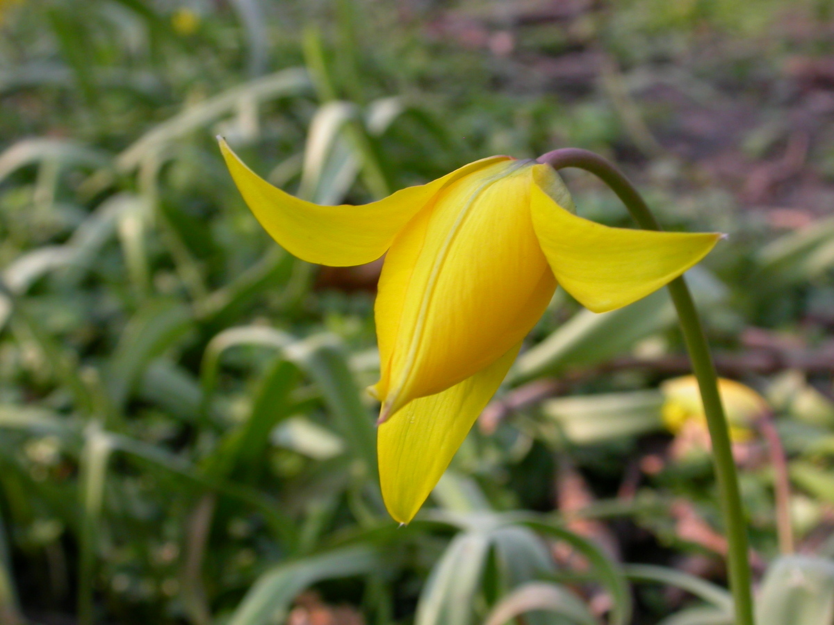 Tulipa sylvestris (door Peter Meininger)