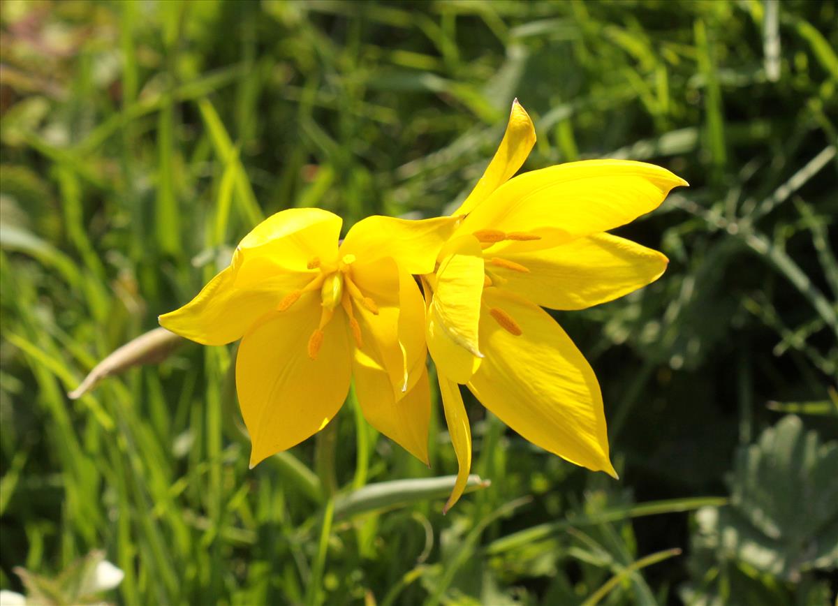 Tulipa sylvestris (door Peter Meininger)