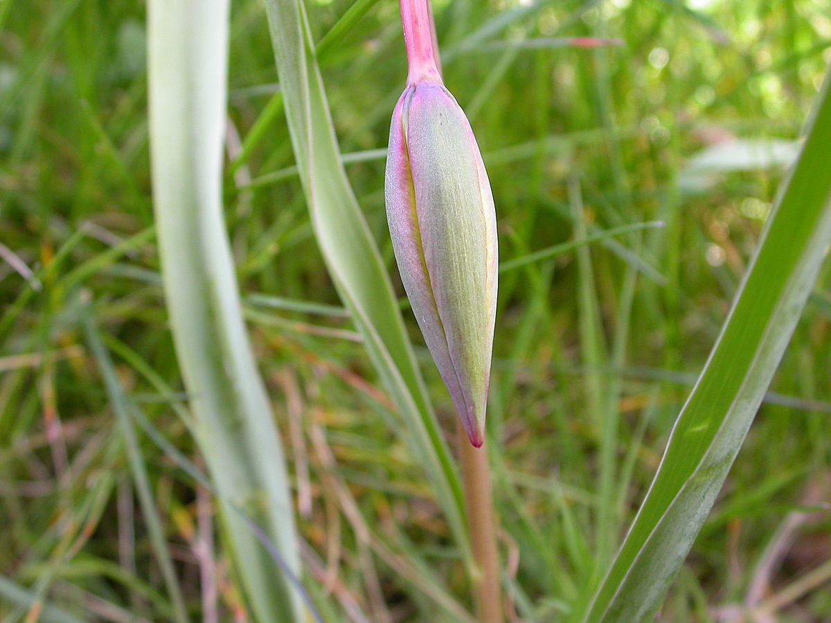 Tulipa sylvestris (door Peter Meininger)