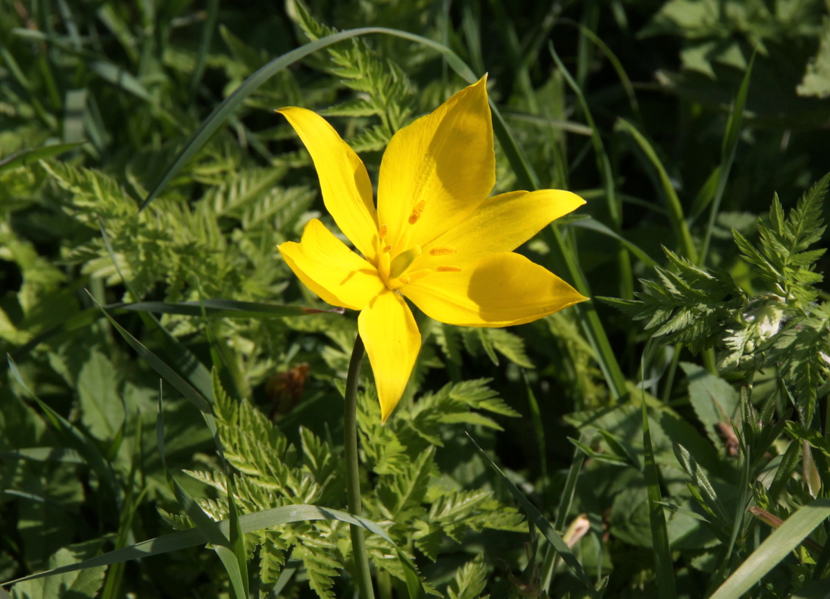 Tulipa sylvestris (door Peter Meininger)